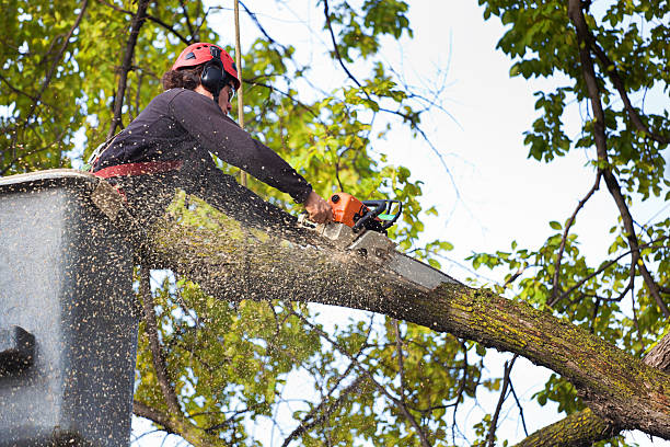 Reliable Willis, TX Tree Services Solutions